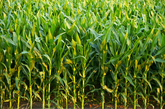 Bolsas de plástico producidas a base de maíz