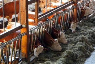 vacas-comiendo-lemongrass