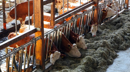 vacas-comiendo-lemongrass