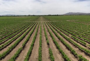 Valle-redondo-agroindustria