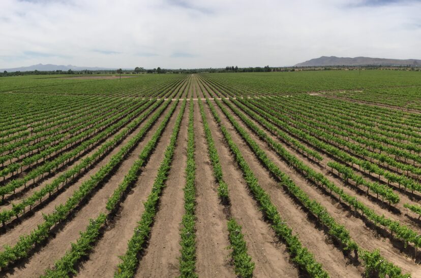 Valle-redondo-agroindustria