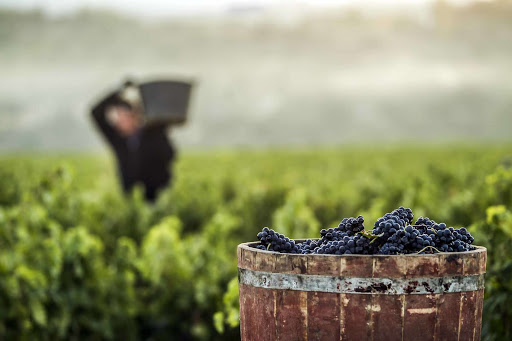 viñedo-singular-Rioja