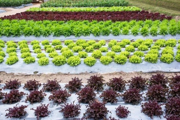 plásticos-para-la-agricultura