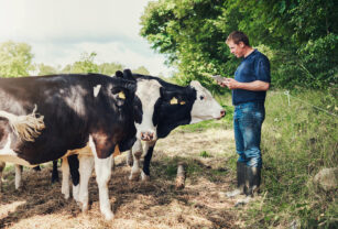 bienestar-animal-en-vacas