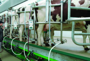 producción-de-leche-de-calidad