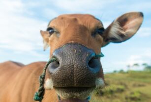 carne-bovina