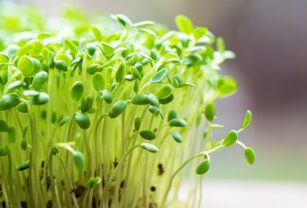 germinados