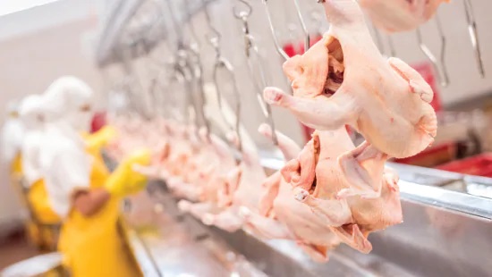 Tratamiento-microbiano-pollo