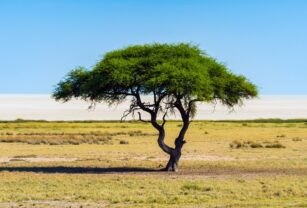 baobab-acacia