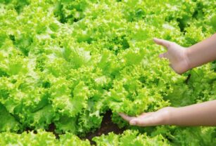 plant-based