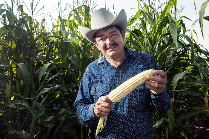 syngenta-maíz