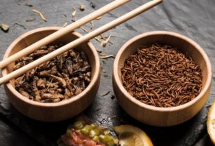 insectos