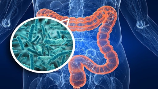 microbiota-intestinal