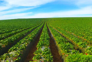 toro-agricultura