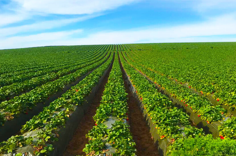 toro-agricultura