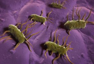 bacterias-patogenas-listeria