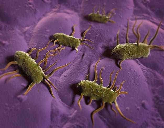 bacterias-patogenas-listeria