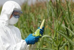 Biotecnologia-en-la-agricultura
