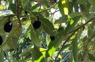 Durante décadas, los agricultores se han planteado la manera de regar sus siembras de aguacate, hacerlo de una manera más intuitiva e inteligente es parte de los requisitos que busca cada uno de ellos, no obstante, para que los aguacates alcancen su mayor tamaño deben regarse de la manera correcta en el momento adecuado, ni mucho ni poco. El regadío tradicional limita a los productores a ser reactivos y no proactivos, pero hoy en día y gracias a la tecnología se puede utilizar la inteligencia artificial para definir el momento y la manera en que se riega la cosecha, obteniendo así un fruto de mayor tamaño y calidad. Es por ello que SupPlant utiliza algoritmos agronómicos, sensores, inteligencia artificial y tecnología basada en la nube para ayudar a los agricultores locales a lograr dos objetivos: Aumentar el rendimiento de los cultivos Reducir el uso de agua El uso de la tecnología en el campo Mediante el análisis de estrés de la planta y utilizando sensores estratégicamente colocados en la misma, han desarrollado un modelo de datos utilizando algoritmos predictivos basados en el análisis de los aguacates. Los sensores de SupPlant que detectan el estrés de la planta se colocan en cinco localizaciones de la planta (suelo profundo, suelo poco profundo, tallo, hoja, fruto) y monitorean: Patrones de crecimiento de plantas y frutos. Datos climáticos en tiempo real. El contenido real de agua en el suelo. Condiciones climáticas previstas. Patrones de crecimiento de plantas pronosticados. Estado actual de la planta. La aplicación, permite a los agricultores monitorear y rastrear las necesidades de cada planta en tiempo real, controlar el presupuesto de agua e incluso anticiparse a los cambios climáticos. Los usuarios tienen acceso fácil, rápido y actualizado cada 30 minutos a gráficos, planes de riego, datos climáticos, patrones de crecimiento de la planta de cada una de sus parcelas. El aguacate en el mundo De acuerdo con la subsecretaría de Comercio Exterior, el 30% de la producción mundial de aguacate procede de este país norteamericano. La exportación de aguacate, también conocido como el “oro verde” de México, aumentó 29.4% durante el primer trimestre del 2020. Esta fruta mexicana es consumida en 34 países del mundo, y Japón es uno de ellos, detrás de Estados Unidos y antes de Canadá. México no solamente es líder mundial en exportación sino también en cultivo. El estado de Michoacán concentra el 84.9% del volumen del aguacate en México. Te puede interesar: Seguridad alimentaria: una nueva era más inteligente