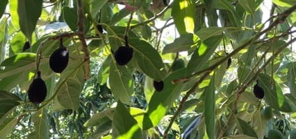Durante décadas, los agricultores se han planteado la manera de regar sus siembras de aguacate, hacerlo de una manera más intuitiva e inteligente es parte de los requisitos que busca cada uno de ellos, no obstante, para que los aguacates alcancen su mayor tamaño deben regarse de la manera correcta en el momento adecuado, ni mucho ni poco. El regadío tradicional limita a los productores a ser reactivos y no proactivos, pero hoy en día y gracias a la tecnología se puede utilizar la inteligencia artificial para definir el momento y la manera en que se riega la cosecha, obteniendo así un fruto de mayor tamaño y calidad. Es por ello que SupPlant utiliza algoritmos agronómicos, sensores, inteligencia artificial y tecnología basada en la nube para ayudar a los agricultores locales a lograr dos objetivos: Aumentar el rendimiento de los cultivos Reducir el uso de agua El uso de la tecnología en el campo Mediante el análisis de estrés de la planta y utilizando sensores estratégicamente colocados en la misma, han desarrollado un modelo de datos utilizando algoritmos predictivos basados en el análisis de los aguacates. Los sensores de SupPlant que detectan el estrés de la planta se colocan en cinco localizaciones de la planta (suelo profundo, suelo poco profundo, tallo, hoja, fruto) y monitorean: Patrones de crecimiento de plantas y frutos. Datos climáticos en tiempo real. El contenido real de agua en el suelo. Condiciones climáticas previstas. Patrones de crecimiento de plantas pronosticados. Estado actual de la planta. La aplicación, permite a los agricultores monitorear y rastrear las necesidades de cada planta en tiempo real, controlar el presupuesto de agua e incluso anticiparse a los cambios climáticos. Los usuarios tienen acceso fácil, rápido y actualizado cada 30 minutos a gráficos, planes de riego, datos climáticos, patrones de crecimiento de la planta de cada una de sus parcelas. El aguacate en el mundo De acuerdo con la subsecretaría de Comercio Exterior, el 30% de la producción mundial de aguacate procede de este país norteamericano. La exportación de aguacate, también conocido como el “oro verde” de México, aumentó 29.4% durante el primer trimestre del 2020. Esta fruta mexicana es consumida en 34 países del mundo, y Japón es uno de ellos, detrás de Estados Unidos y antes de Canadá. México no solamente es líder mundial en exportación sino también en cultivo. El estado de Michoacán concentra el 84.9% del volumen del aguacate en México. Te puede interesar: Seguridad alimentaria: una nueva era más inteligente