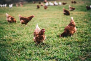 ley-LPO-pollos-gallinas