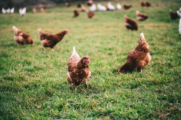 ley-LPO-pollos-gallinas