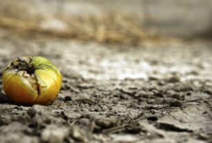 inseguridad-alimentaria