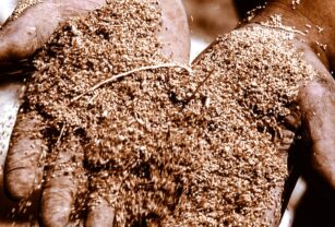 aires-de-campo-cereales 2