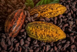 pulpa-cacao