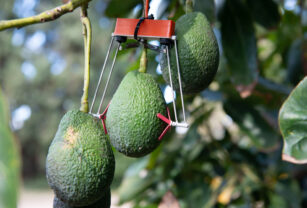 Aguacate