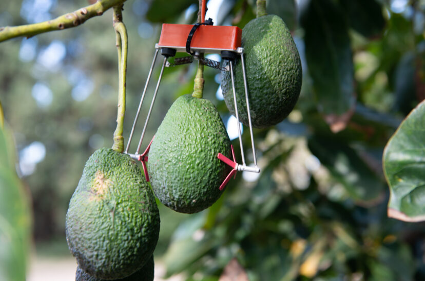 Aguacate
