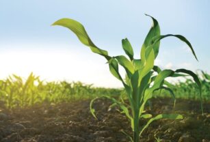 Syngenta-campo