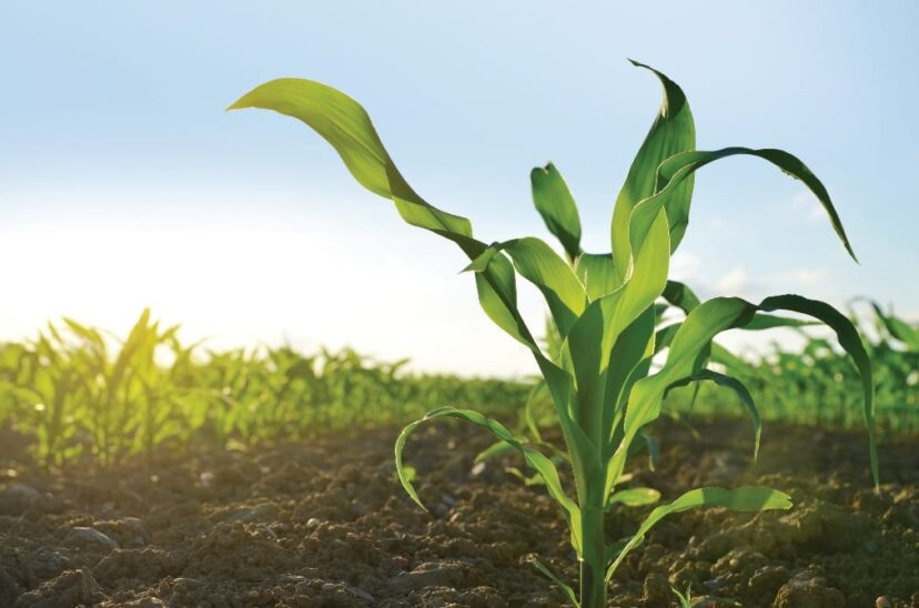 Syngenta-campo