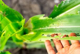 sistemas agroalimentarios