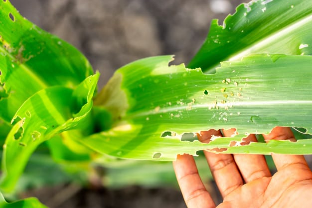 sistemas agroalimentarios