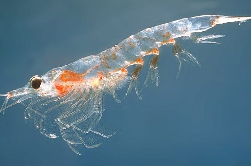 aceite-krill