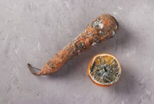 microorganismos
