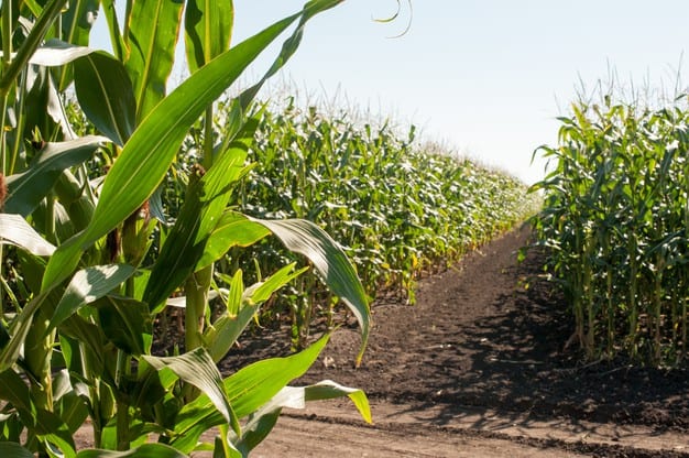 sector-agrícola