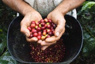 Buenas-practicas-del-café