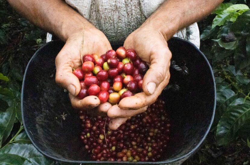 Buenas-practicas-del-café