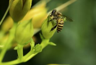 abejas