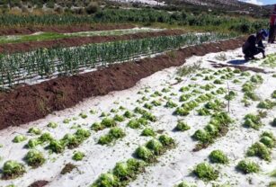 agricultura-granizo
