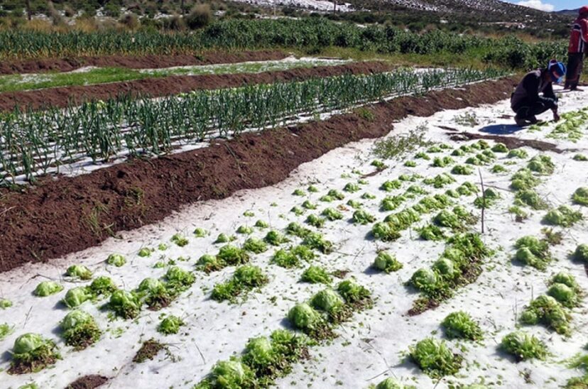agricultura-granizo