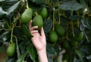 aguacate