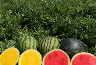 frutas-hortalizas