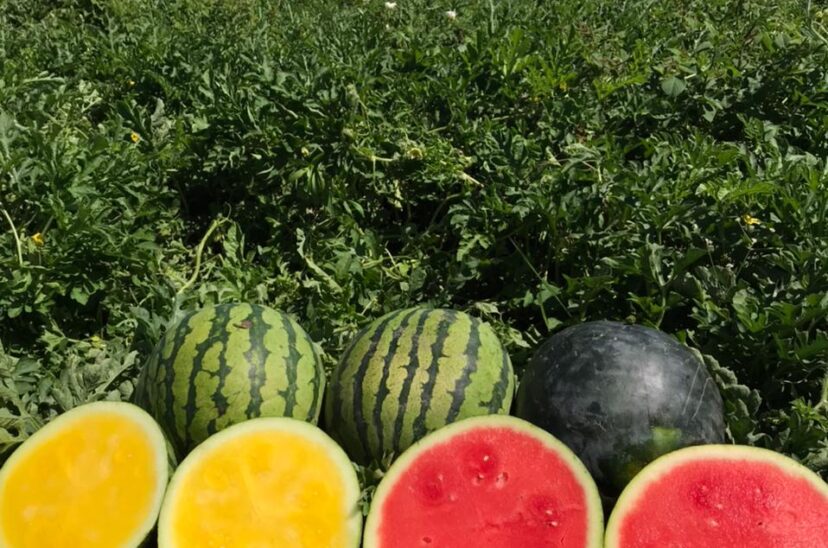 frutas-hortalizas