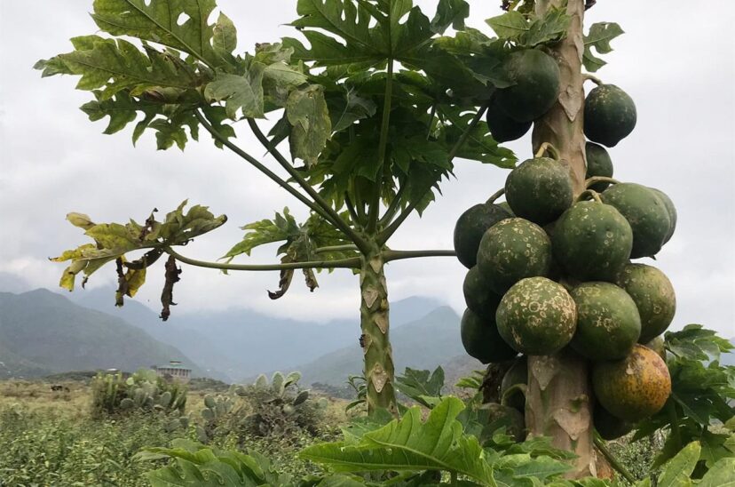 papaya-tree