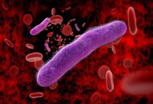 salmonella