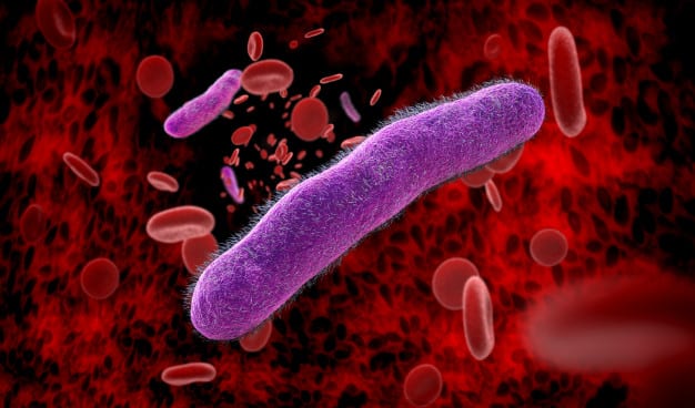 salmonella