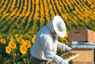 Apicultura-y-agricultura